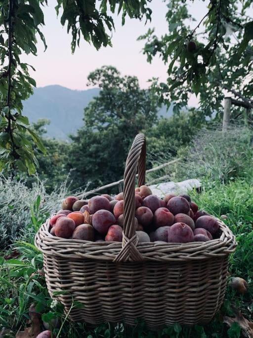 Il Riccio Appartamento Cernobbio Bagian luar foto